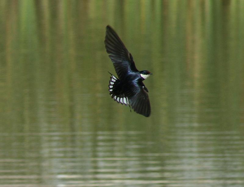 swaeltjie vlieg.jpg - Witkeel swaeltjies
